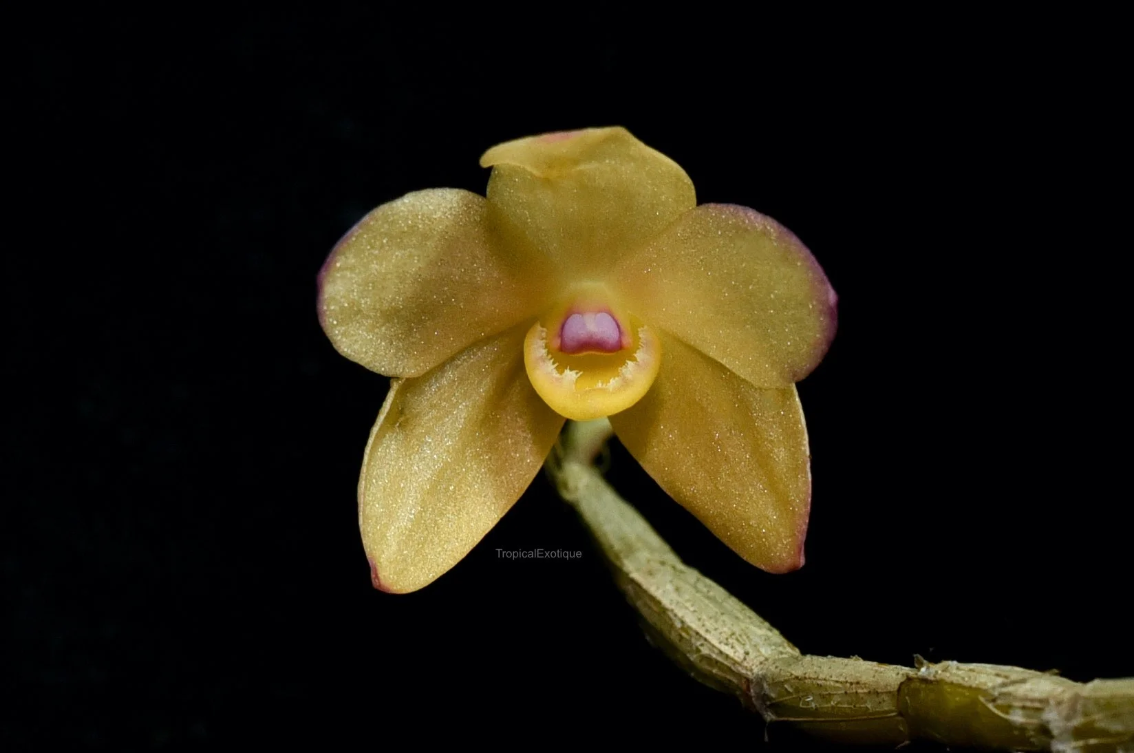 Orchids: Dendrobium — Our Plants — TropicalExotique